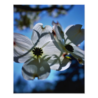 Foto flores brancas