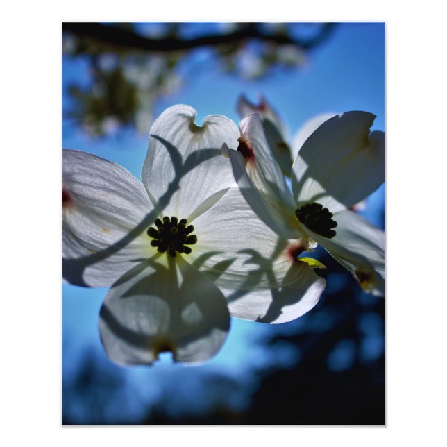 Foto flores brancas (Frente)