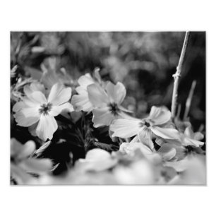 Foto Flores brancas bonitas preto e branco