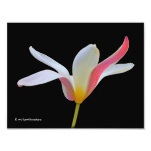 Foto Flores Brancas Brancas de Lady Tulip