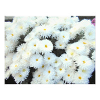 Flores Brancas De Chrysanthemum