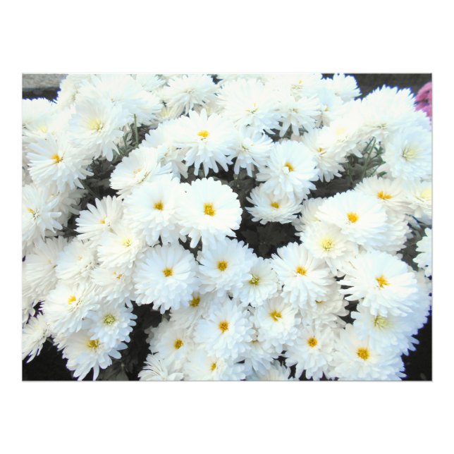 Foto Flores Brancas De Chrysanthemum (Frente)