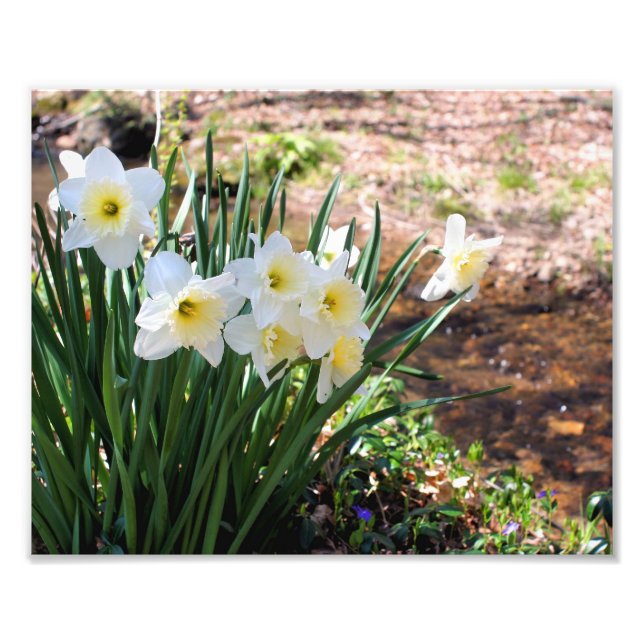 Foto Flores Brancas De Daffodil Por Brook 8x10 (Frente)