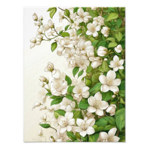 Foto Flores brancas e Folhas verdes