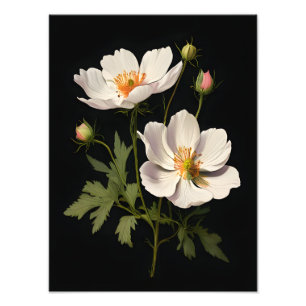 Foto Flores Brancas Elegantes