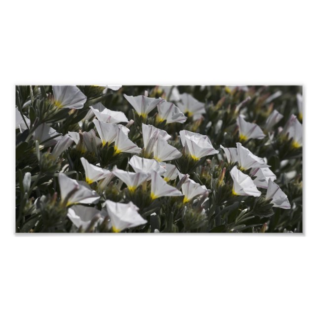 Foto Flores Brancas por toda a parte (Frente)