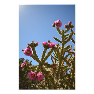 Foto Flores Cholla Cactus Blooming