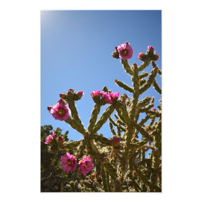 Foto Flores Cholla Cactus Blooming (Frente)