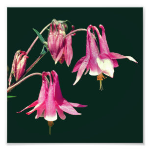 Foto Flores Columbinas Rosa Fecham 8x8