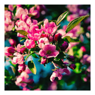 Foto Flores cor-de-rosa de Apple de caranguejo