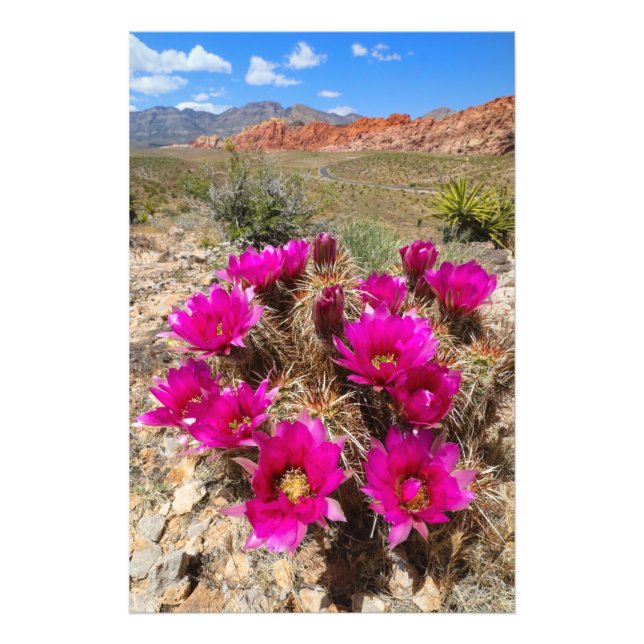 Foto Flores cor-de-rosa no Red Rock Canyon, NV (Frente)