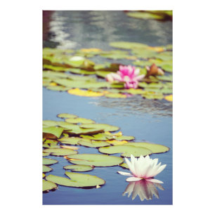 Foto Flores da lagoa de Lilly