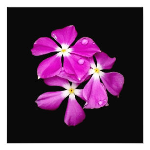 Foto 'Flores da pervinca após Rainfall
