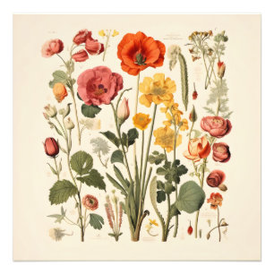 Foto Flores Da Velha Escola