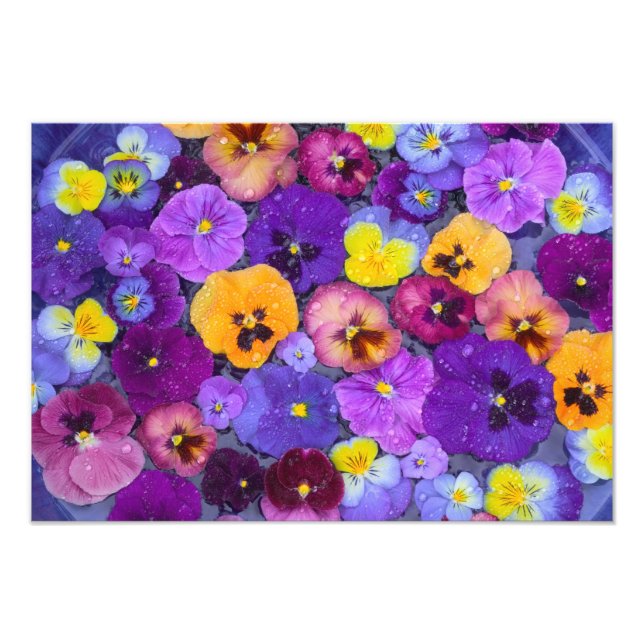 Foto Flores de amor-perfeito flutuando em banho de páss (Frente)