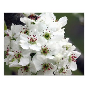 Foto Flores de Apple no primavera