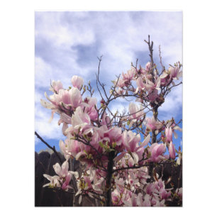Foto Flores de Árvore de Tulipas. Magnolia soulangeana