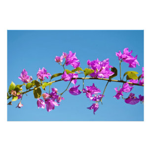 Foto Flores de Bougainvillea