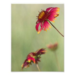 Foto Flores de cone começando a florescer
