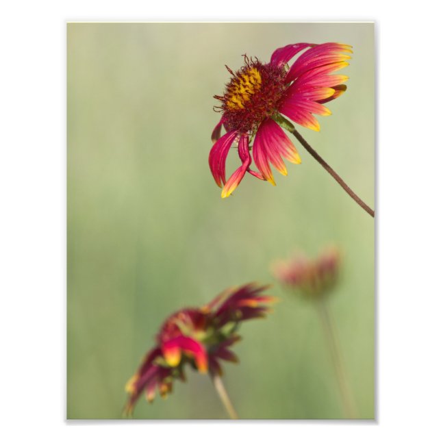 Foto Flores de cone começando a florescer (Frente)