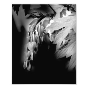 Foto Flores De Coração Hemorrágicas A Preto E Branco 8x