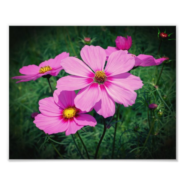 Foto Flores de Cosmos Rosa 8x10 (Frente)