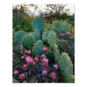 Foto Flores De Derramamento Rosa E Cactus De Ervilha