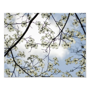 Foto Flores de Dogwood e Céu Azul