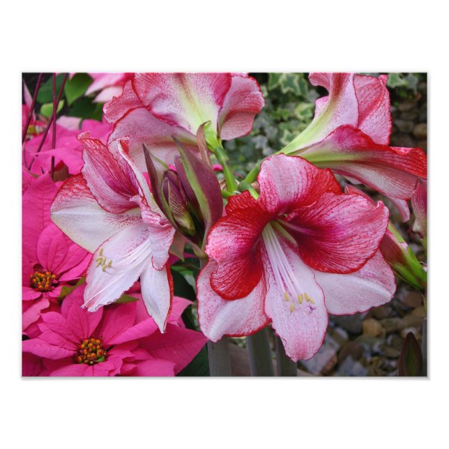 Foto Flores de Férias Vermelhas Amaryllis e Poinsettia (Frente)
