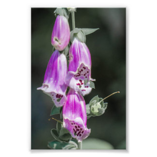Foto Flores de Foxglove