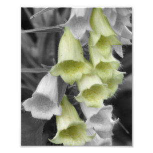 Foto Flores de Foxglove Cor Parcial 8x10