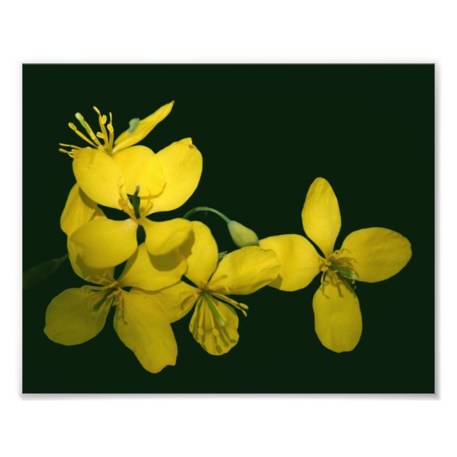 Foto Flores de Gerânio Amarelo bonito 8x10 (Frente)