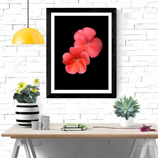Foto Flores de Gerânio Vibrantes (Criador carregado)