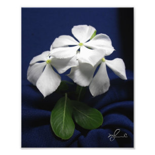 Foto Flores de Helicópteros