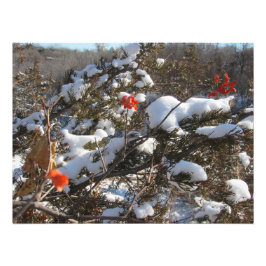 Foto "Flores de inverno"