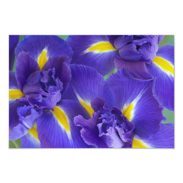 Foto Flores de íris (Frente)