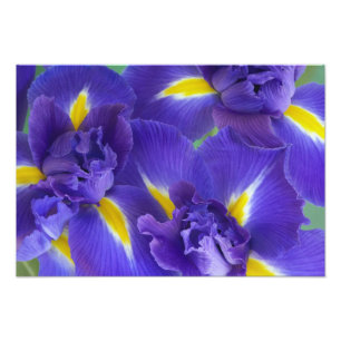 Foto Flores de íris