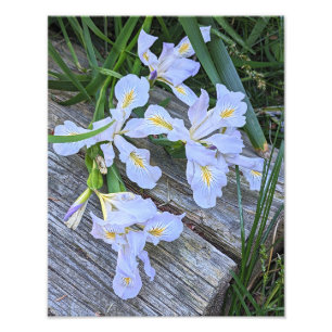 Foto Flores de Íris Roxo Claro