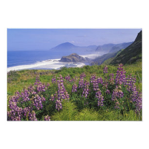 Foto Flores de lupino e costa ao longo