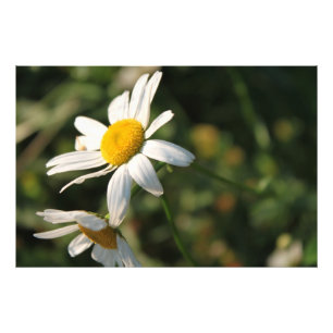 Foto Flores de Margarida Branca no Campo