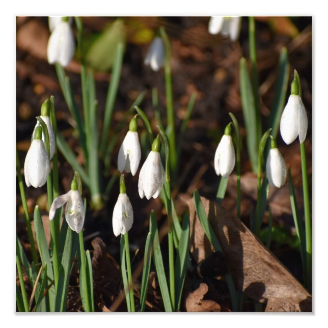 Foto Flores de neve  (Frente)