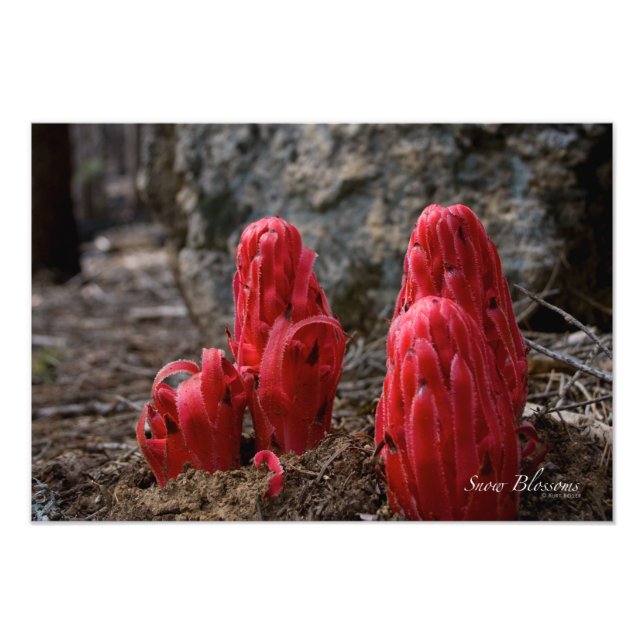 Foto Flores de Neve (Frente)