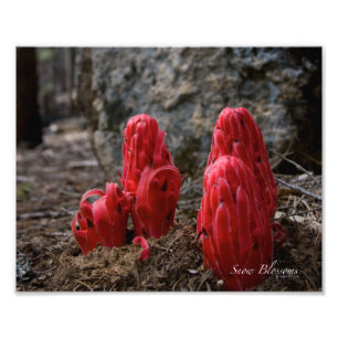 Foto Flores de neve