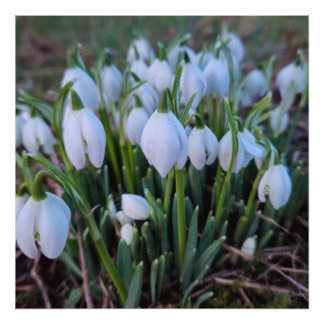 Foto Flores de neve 