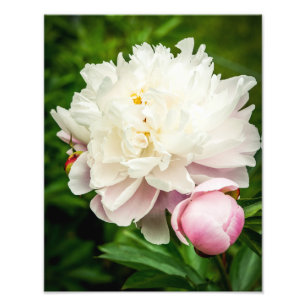Foto Flores de Peônia