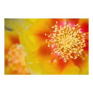 Foto Flores de pera picante