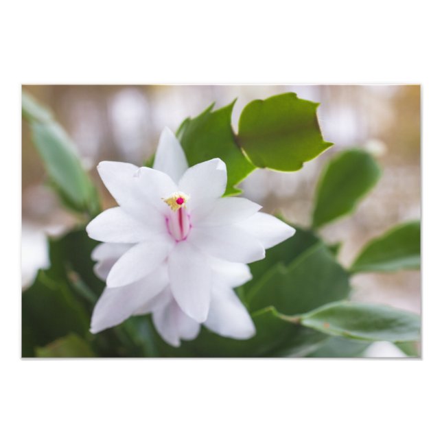 Foto Flores de Pote Schlumbergera no cacto branco de Na (Frente)