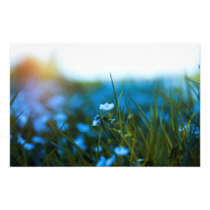 Foto Flores de primavera no campo