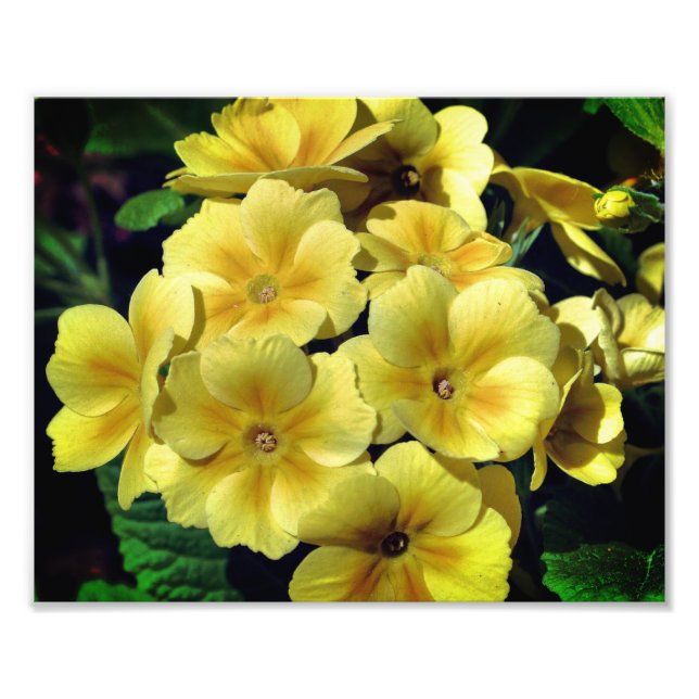 Foto Flores de Primrose Amarela Fechar 8x10 (Frente)