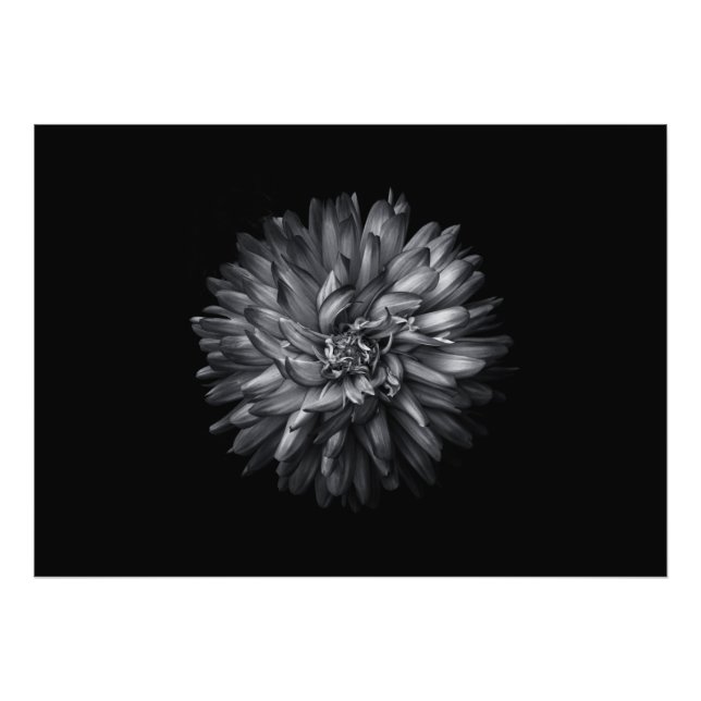 Foto Flores De Quintal A Preto E Branco 20 (Frente)